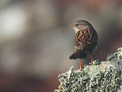 Dunnock