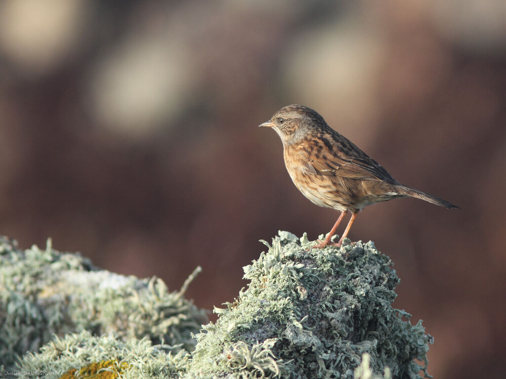 Dunnock, identification