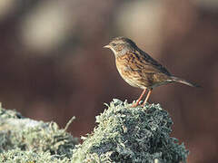 Dunnock