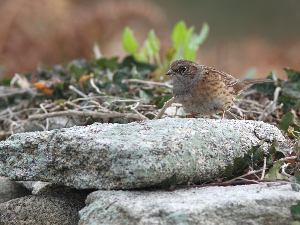 Dunnock, identification