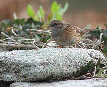 Dunnock