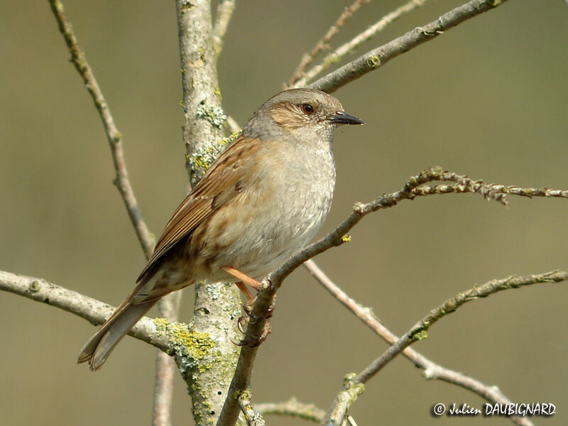 Dunnock