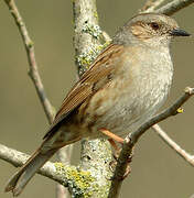 Dunnock