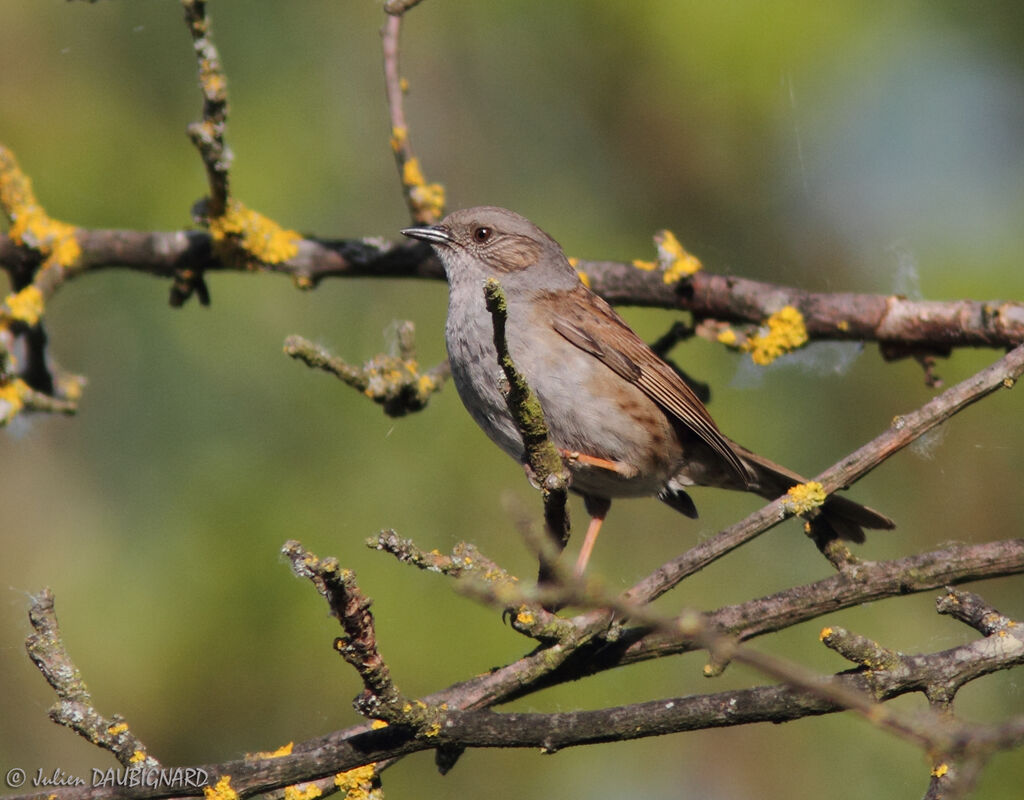 Dunnock, identification