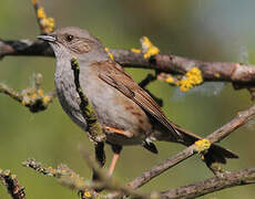 Dunnock