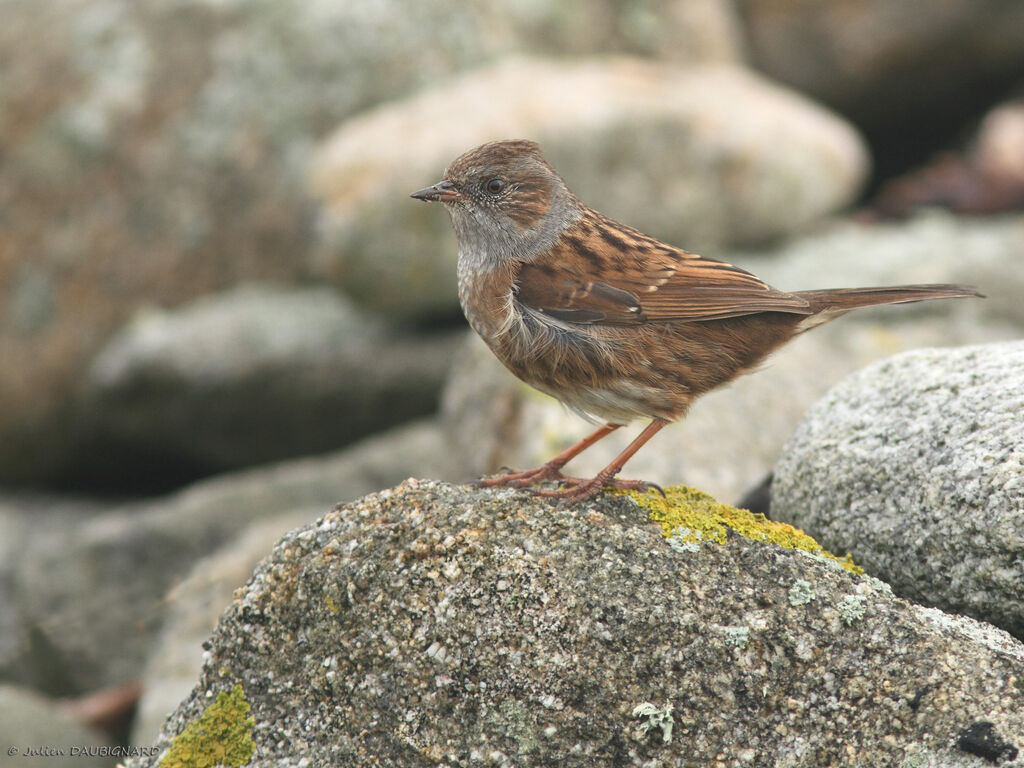 Accenteur mouchet, identification