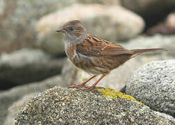 Dunnock