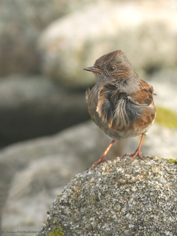 Dunnock, identification