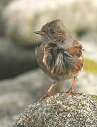 Dunnock