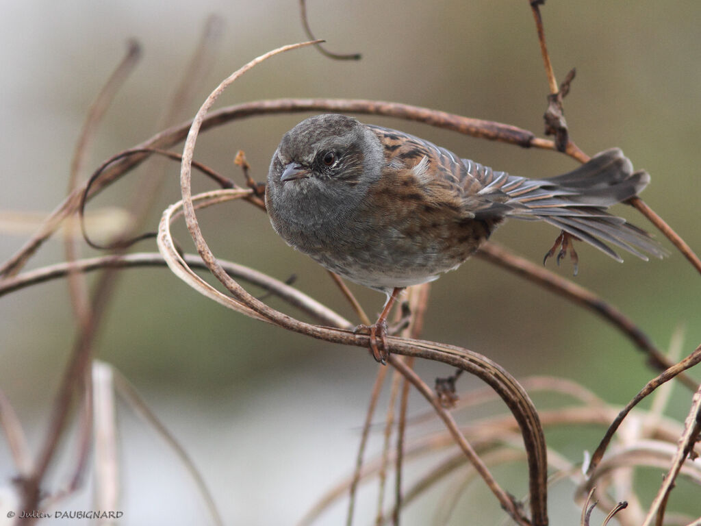 Dunnock, identification