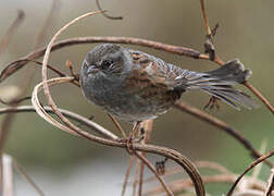 Dunnock