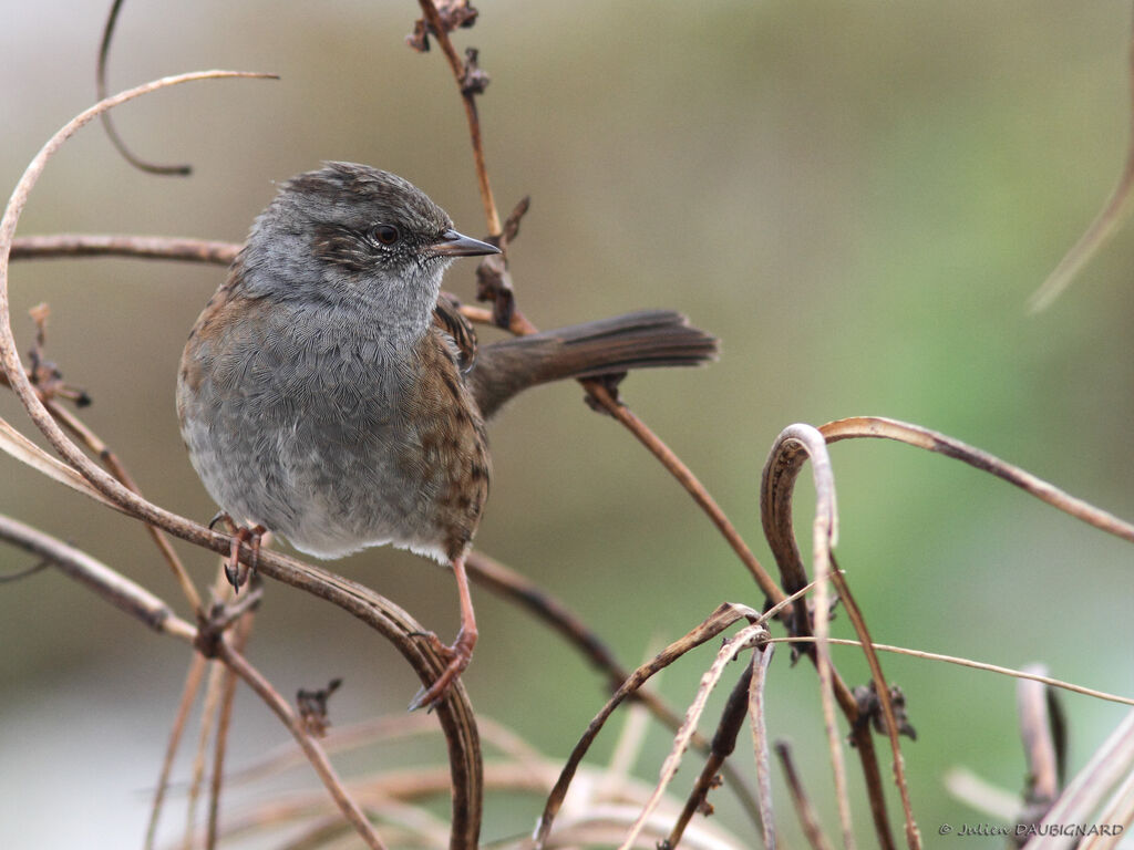 Dunnock, identification