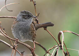 Dunnock