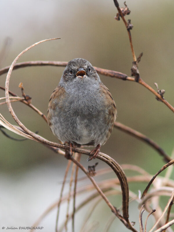 Dunnock, identification