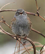 Dunnock