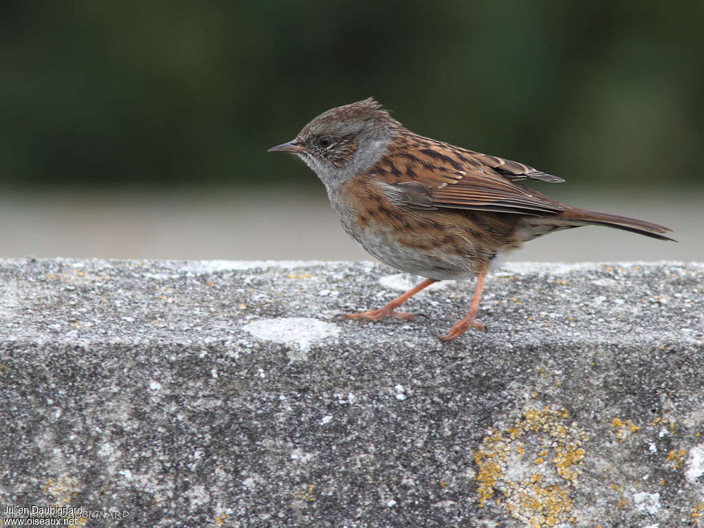 Dunnock, identification