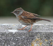 Dunnock