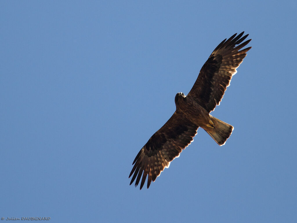 Booted Eagle, Flight