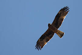 Booted Eagle