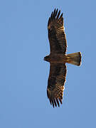 Booted Eagle