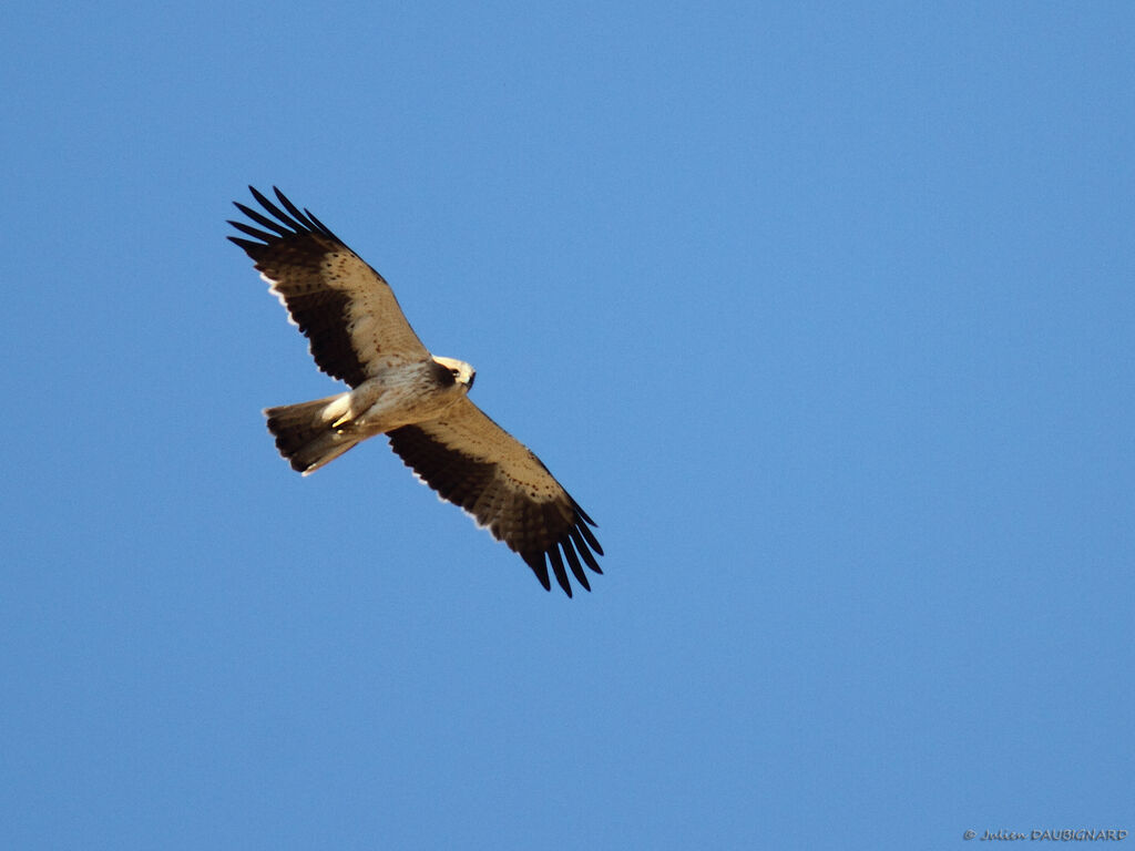 Booted Eagle, identification