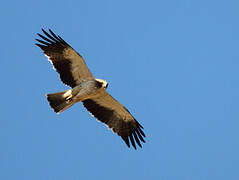 Booted Eagle