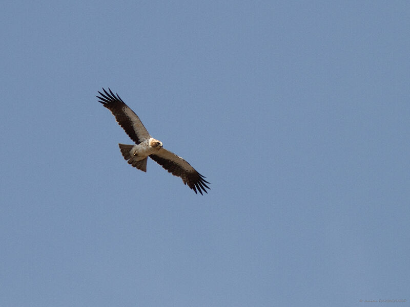 Booted Eagle, Flight