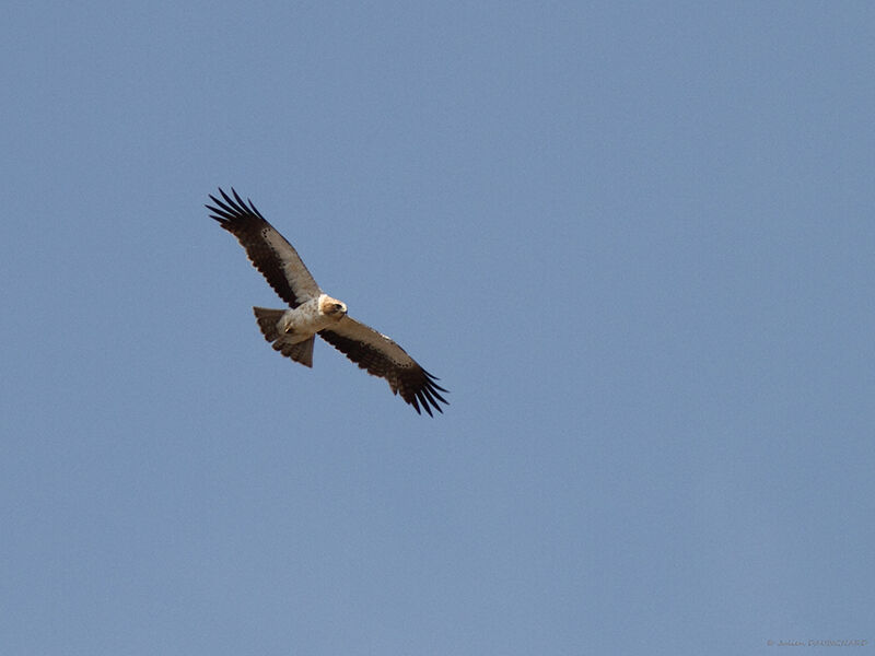 Aigle botté, Vol