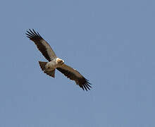 Booted Eagle