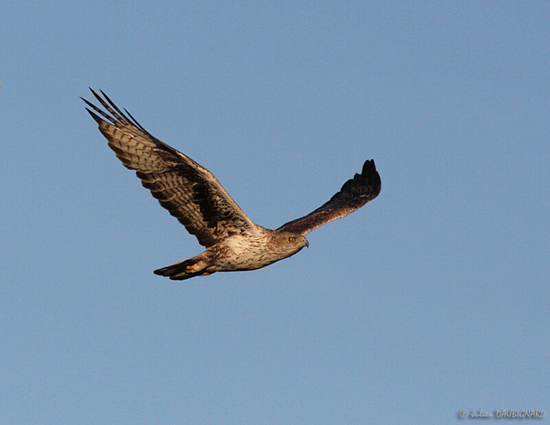 Bonelli's Eagleadult, Flight