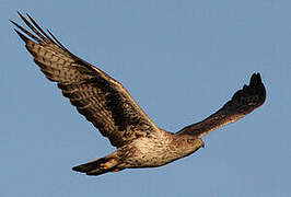 Bonelli's Eagle