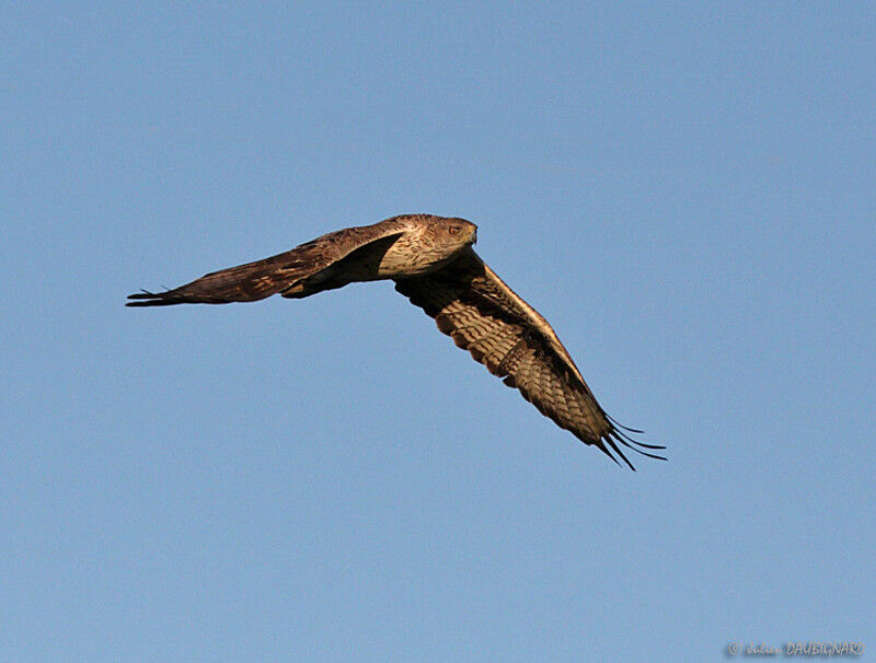 Bonelli's Eagleadult, Flight