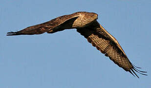 Bonelli's Eagle