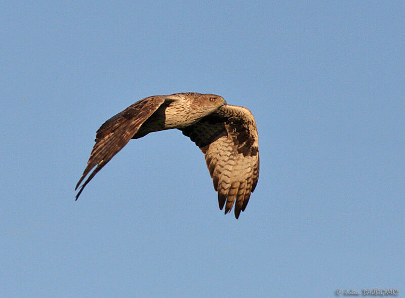 Bonelli's Eagleadult, Flight