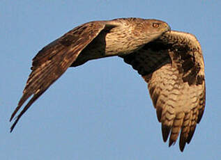 Aigle de Bonelli