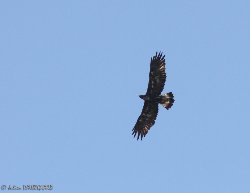 Golden Eagleimmature, Flight