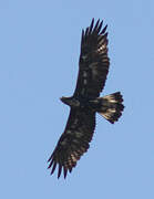 Golden Eagle