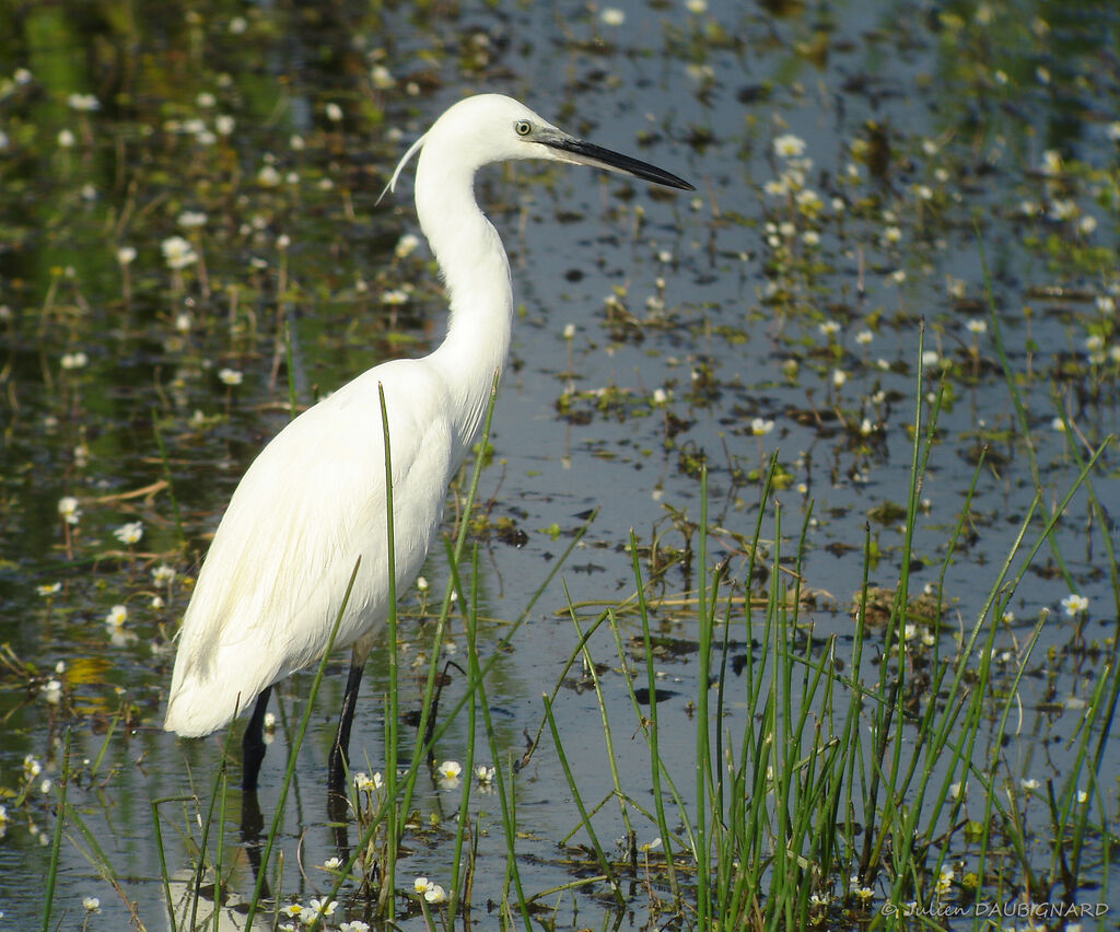 Aigrette garzette, identification