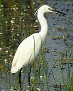 Little Egret