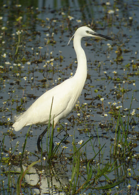 Aigrette garzette, identification