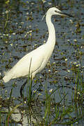 Aigrette garzette