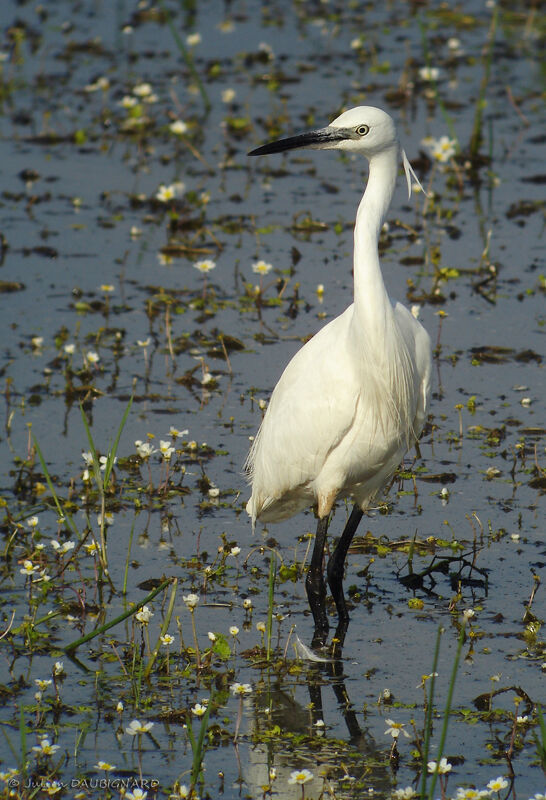 Little Egret, identification