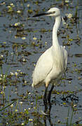 Little Egret