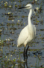 Aigrette garzette