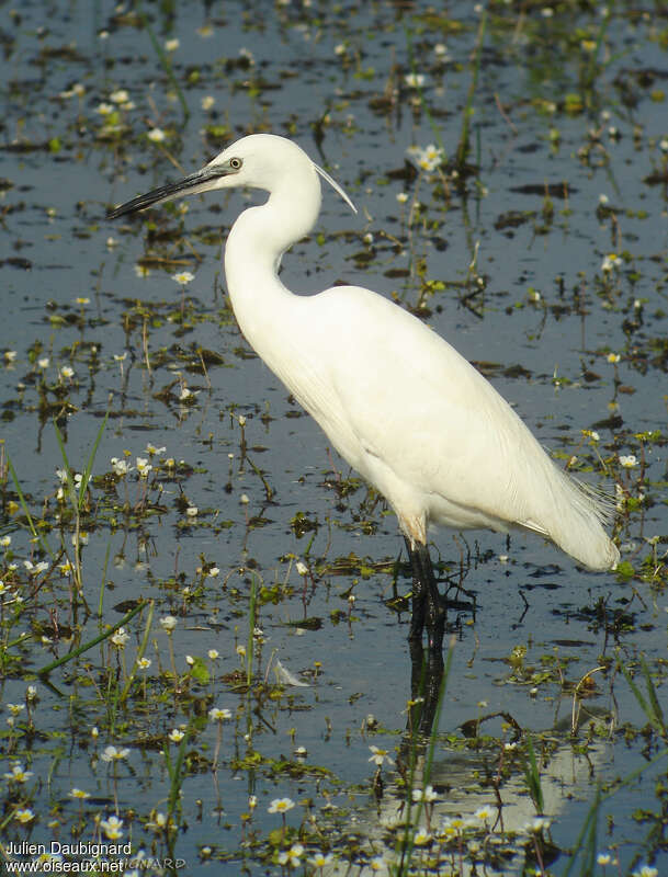 Little Egretadult, identification