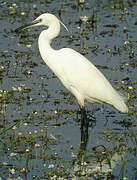 Aigrette garzette