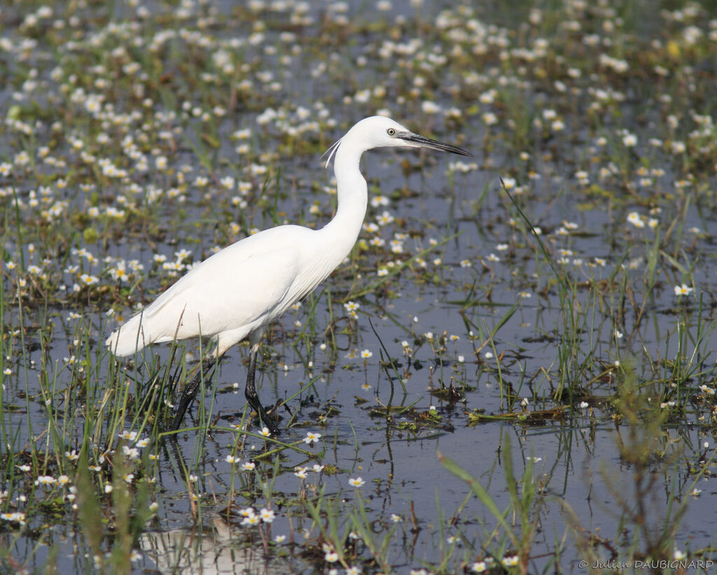 Aigrette garzette, identification