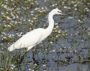 Aigrette garzette