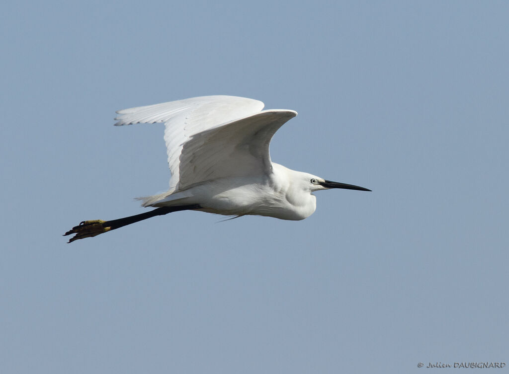 Little Egret, Flight