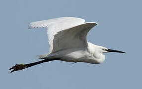 Little Egret